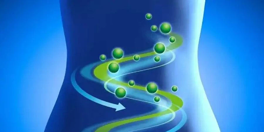 Papain Enzyme Powder Function