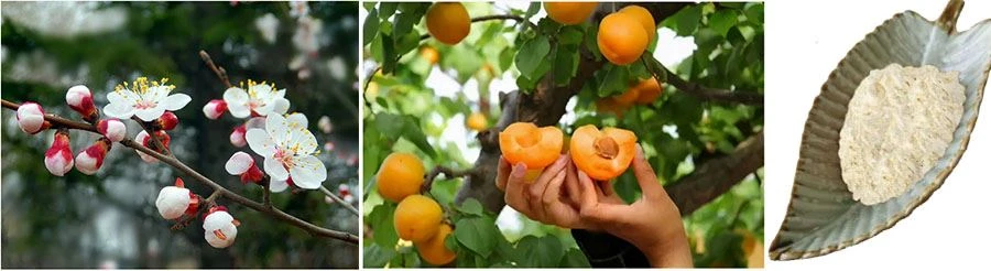 Apricot Fruit Powder manufacturers