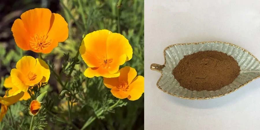 California Poppy Extract California Poppy Extract