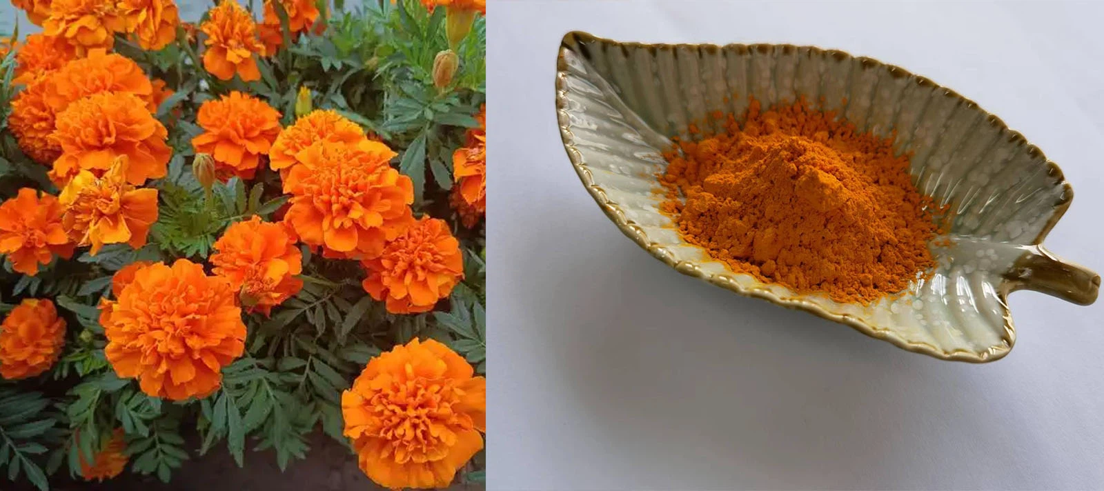 Zeaxanthin Powder Zeaxanthin Powder