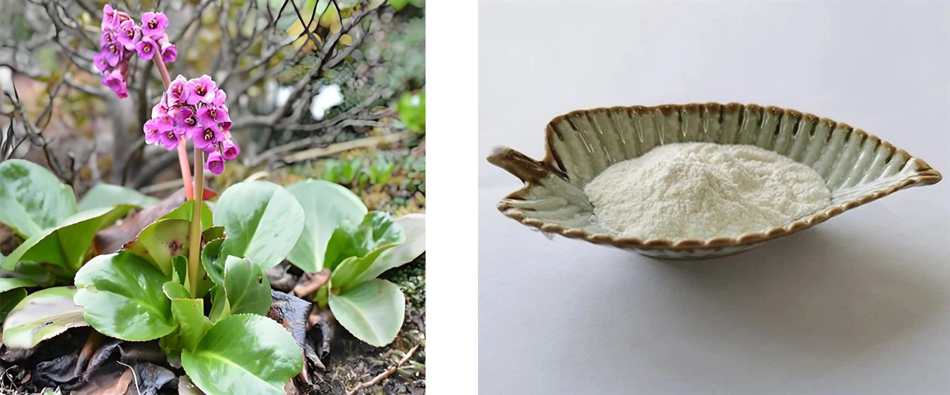 Bergenin Powder Bergenin Powder