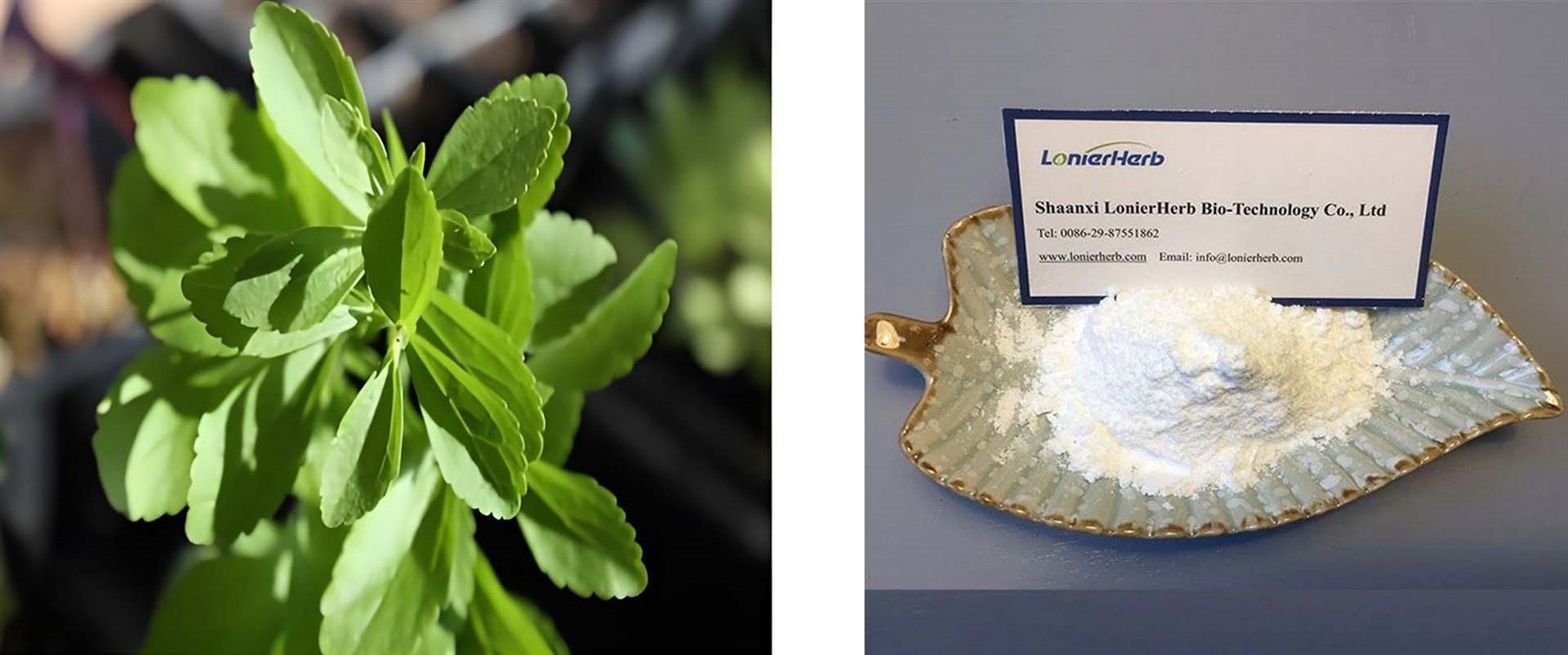 Stevia Steviol Glycosides Stevia Steviol Glycosides